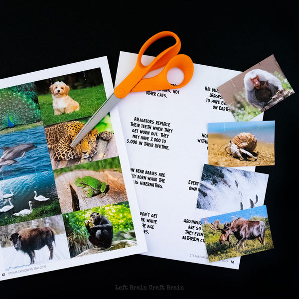Animal Fact Building Cards