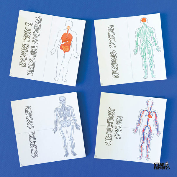 Human Body Ebook Unit Study by STEAM Explorers