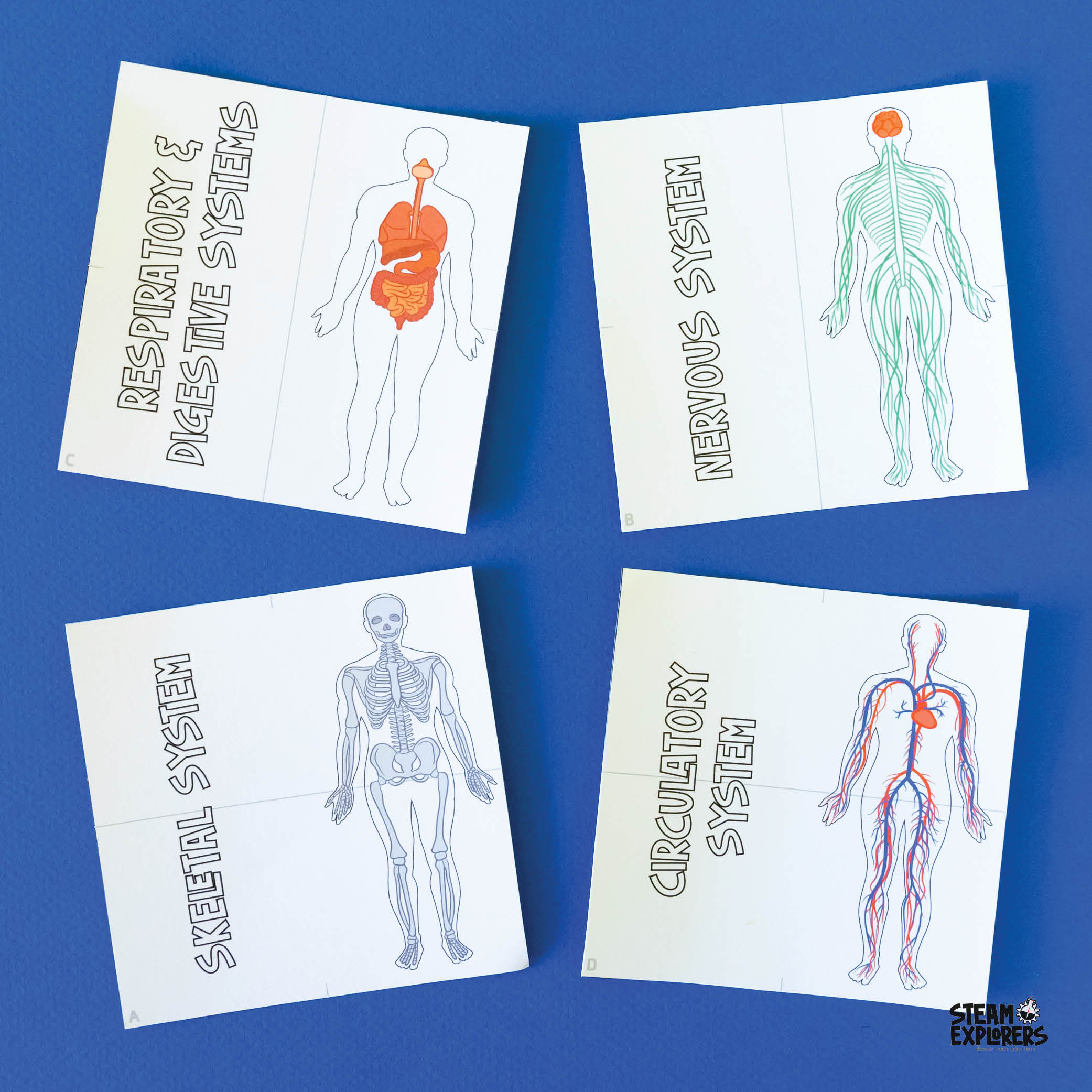 Human Body Ebook Unit Study by STEAM Explorers